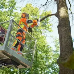 Drwal w podnośniku z piłą łańcuchową przygotowuje się, by ściąć drzewo w kierunku.
