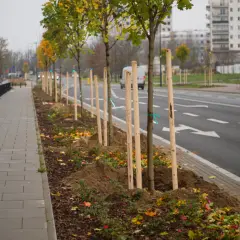 Jakie drzewa sadzić na osiedlach, by uniknąć problemów z infrastrukturą?