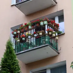 Kwiaty na balkonie, jak zrobić taki zielony zakątek. Wiele doniczek z czerwonymi i zielonymi kwiatami na półkach i balustradzie.