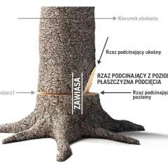 Jak ścinać drzewo żeby nie spadło na budynek – bezpieczne techniki i porady