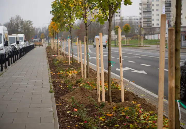 Jakie drzewa sadzić na osiedlach, by uniknąć problemów z infrastrukturą?
