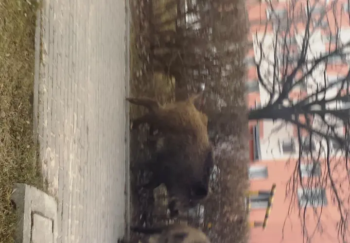 Co robić, gdy dziki na osiedlu zagrażają bezpieczeństwu?