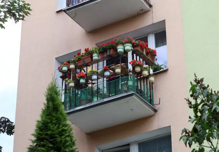 Kwiaty na balkonie, jak zrobić taki zielony zakątek. Wiele doniczek z czerwonymi i zielonymi kwiatami na półkach i balustradzie.