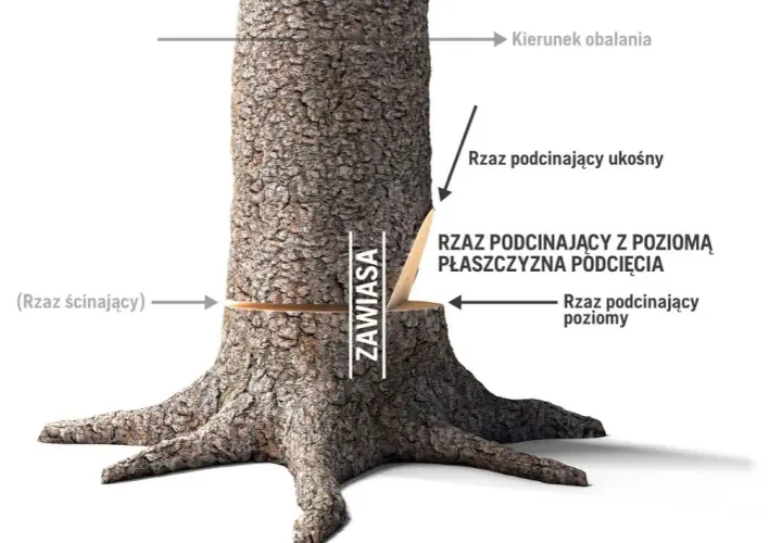 Jak ścinać drzewo żeby nie spadło na budynek – bezpieczne techniki i porady