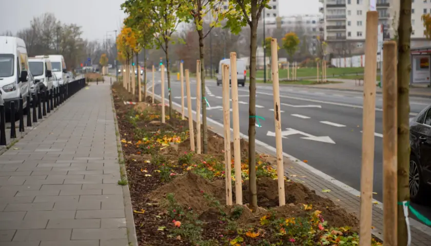 Jakie drzewa sadzić na osiedlach, by uniknąć problemów z infrastrukturą?