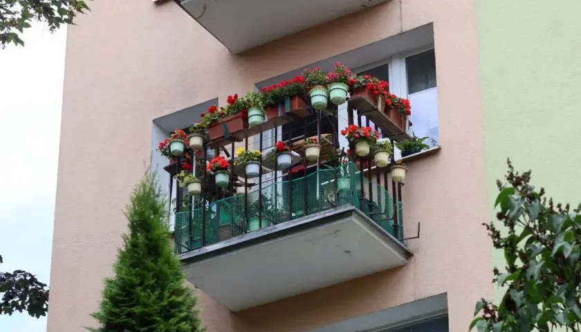 Kwiaty na balkonie, jak zrobić taki zielony zakątek. Wiele doniczek z czerwonymi i zielonymi kwiatami na półkach i balustradzie.