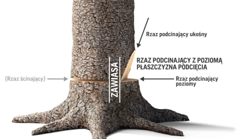 Jak ścinać drzewo żeby nie spadło na budynek – bezpieczne techniki i porady
