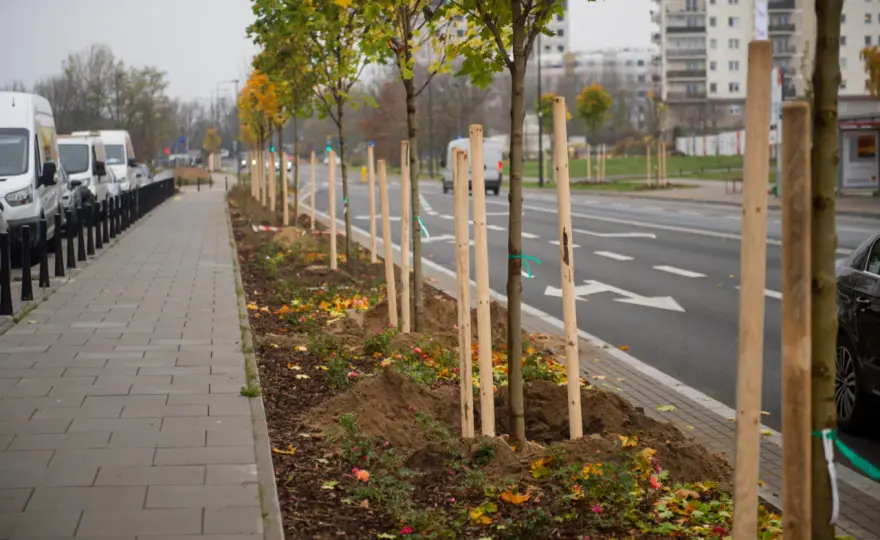 Jakie drzewa sadzić na osiedlach, by uniknąć problemów z infrastrukturą?