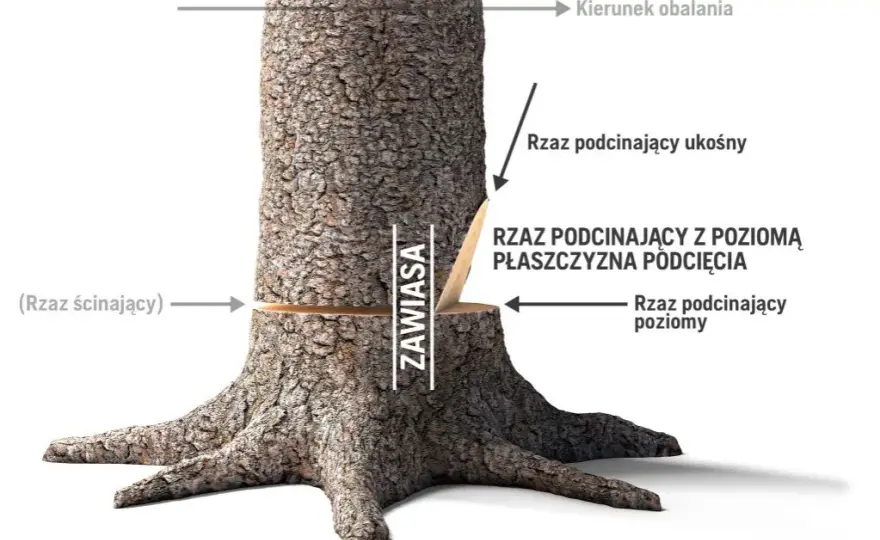 Jak ścinać drzewo żeby nie spadło na budynek – bezpieczne techniki i porady