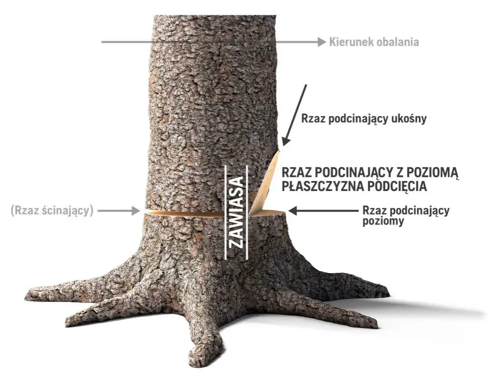 Jak ścinać drzewo żeby nie spadło na budynek – bezpieczne techniki i porady