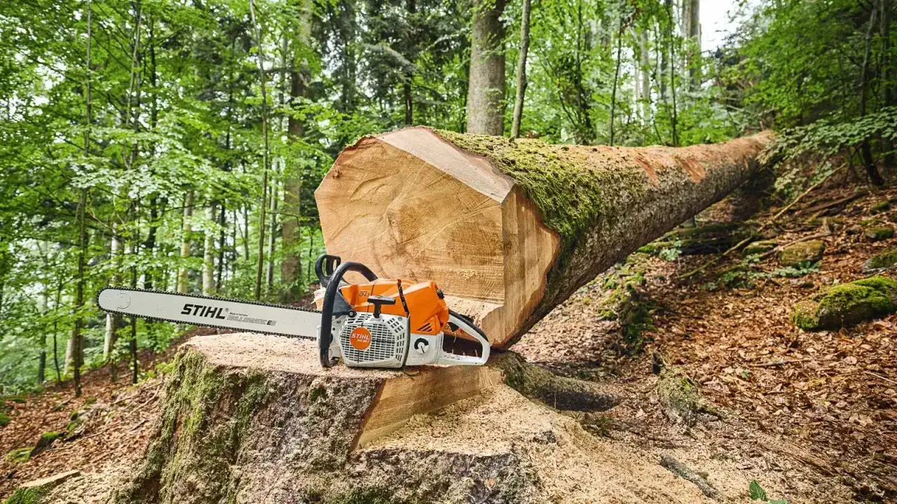 Piła łańcuchowa Stihl na pniu ściętego drzewa w lesie. Pokazuje, jak ściąć drzewo w kierunku, by bezpiecznie upadło.